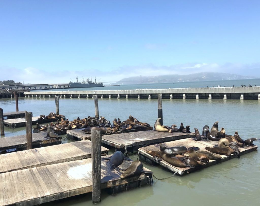 Leões marinhos deitados do deck do Píer 39. Ao redor é possível ver grande parte do mar, até mesmo um navio ao fundo. 