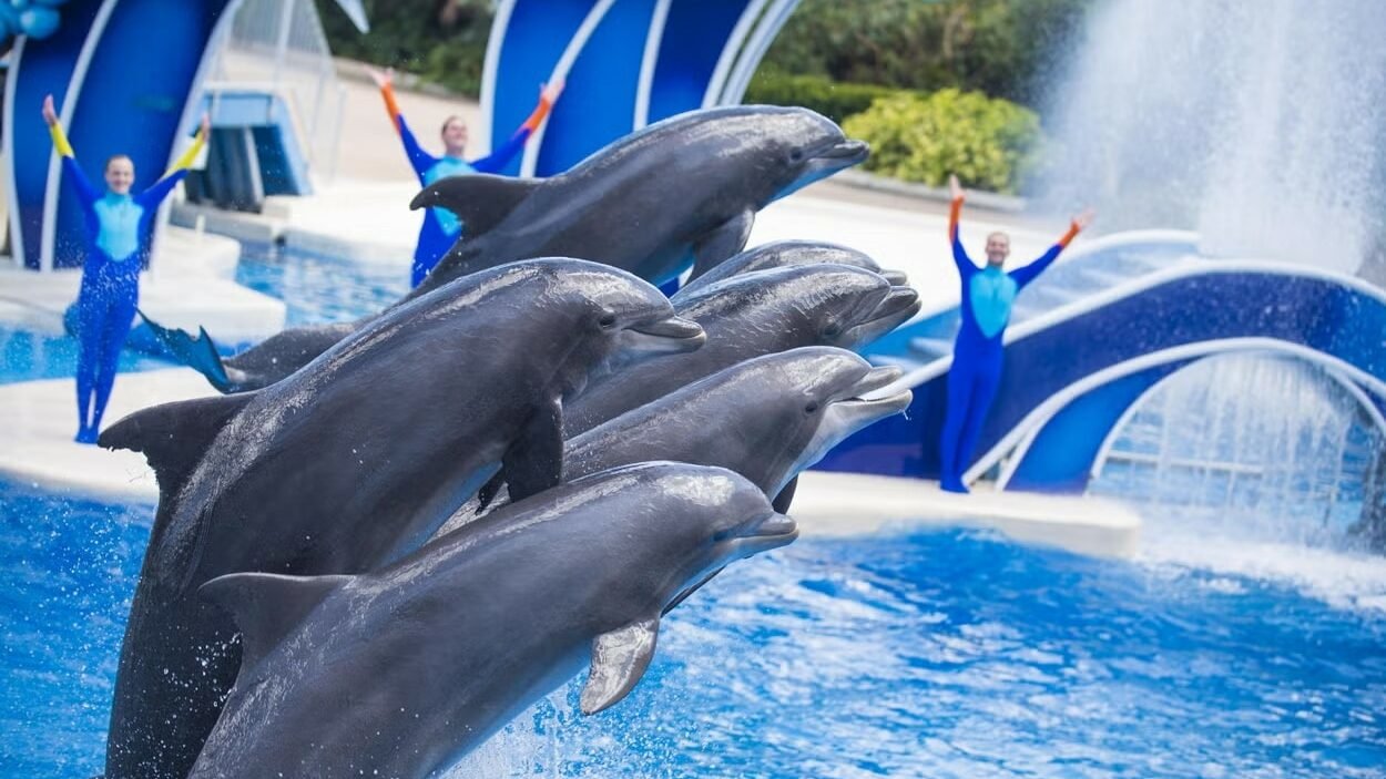 Golfinhos enfileirados no Sea World Park. Ao fundo estão alguns instrutores.
